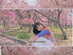 -天适樱花悠乐园