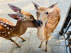 -北京鹿世界主题园