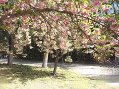 -莲花池公园
