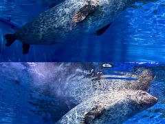 -上海海洋水族馆