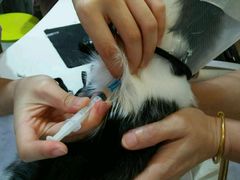 -严国平动物医院(德政总院)