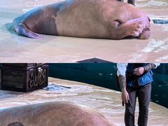 -哈尔滨波塞冬海底世界