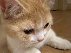 -瑞派宠物医院·犬猫全科·猫友好(宾水西道店)