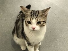 -飞行喵MR PILOT|猫舍·猫咖(静安大融城店)