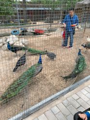 -上美四季动物农场