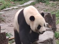 -都江堰中华大熊猫苑