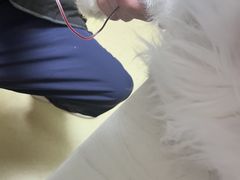 -格蕾宠物医院24H·猫科·肿瘤科·骨科中心(福州总院)