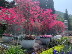 -深圳仙湖植物园