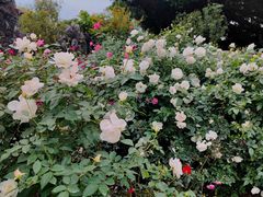 -人民公园(罗湖区)