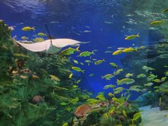 -海合安成都极地海洋公园