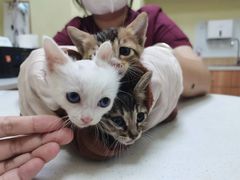 -瑞鹏宠物医院·骨科·猫科·内科(第一中心)