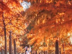 -合肥滨湖国家森林公园