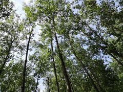 -合肥滨湖国家森林公园