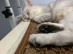 -凯特喵百思猫专科医院
