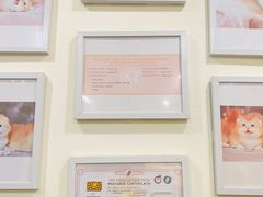 -柚子猫舍·精品猫舍购猫·猫咪认养·购宠·宠物店