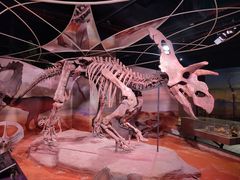 -正佳自然科学博物馆