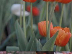-厦门园林博览苑