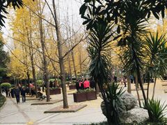 -神仙树公园