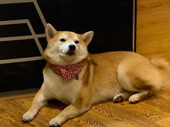 -柴务处·柴犬主题狗咖