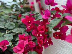 -西双版纳傣族园