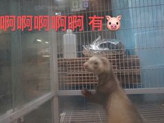 -小杨生煎(湟普汇店)