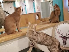 -猫小院猫主题咖啡厅(北锣店)