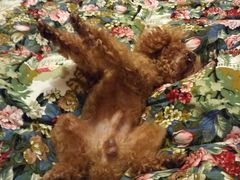 -爱侣宠医·鹦鹉专科·小型哺乳类·异宠专科(灵石路店)