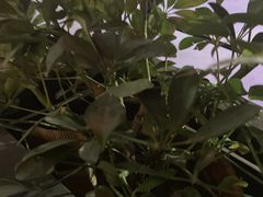 -DQ·蛋糕·冰淇淋(苏州中心店)