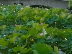 android_upload_pic-满都海公园