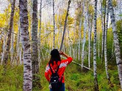 -五营红松林海景区