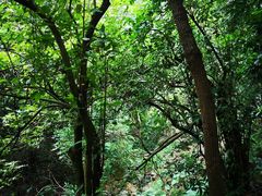-火炉山森林公园