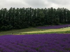 -富田农场