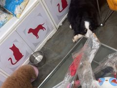 -暖阳宠物医院·犬猫康复中心·骨科