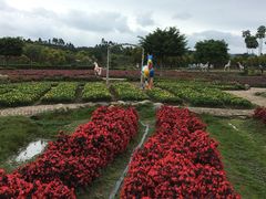 -广东花都香草世界旅游度假区