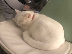 -有猫主题·治愈系猫咖(曾厝垵店)