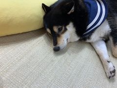 -逗柴咖啡屋·狗咖猫咖宠物桌游