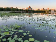 -莲花池公园