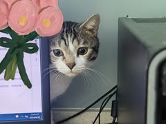 -纳吉亚猫专科动物医院·北北分院