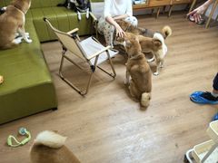 -是阿柴呀！柴犬咖啡·爱喵喵猫咖