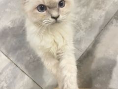 -楼上猫咖(罗湖店)