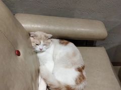 -藏猫猫咖啡主题馆(中央大道店)