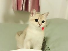 -猫大福·Fortune Cat猫舍(百子湾店)