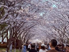 -高东镇樱花园