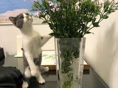 -东方名猫馆·英短金渐层布偶猫舍(环线广场1号楼店)