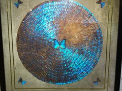 -上海昆虫博物馆