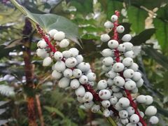 -广西壮族自治区药用植物园