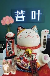 -菩叶脱发白发中心