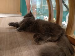 -飞行喵MR PILOT|猫舍·猫咖(静安大融城店)