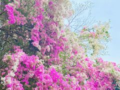 -深圳国际园林花卉博览园