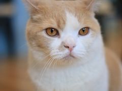 -遇见羊驼·奶狗咖·布偶猫咖·法斗柯基柴犬阿拉斯加(春熙路太古里IFS店)
